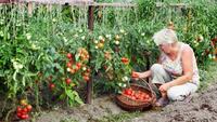 Сусіди-вбивці томатів: що не можна садити поруч із помідорами, бо буде не врожай, а сльози