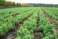 Школярі та вчителі посадили молодий ліс на Рівненщині 