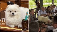 Лукашенко посадив пса дупою на страви під час обіду: реакція оточення дивує