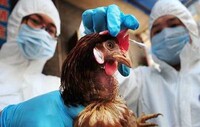 Новий штам пташиного грипу зафіксували в Китаї. Він має високу смертність