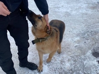 Поліцейські знайшли собаку Кіру у Рівному. Шукають власника (ФОТО)