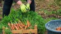 Сприятливі дні у вересні та жовтні для копання моркви: щоб збереглася до весни