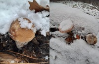 Сніг грибників не зупинить: Що знаходять у лісах на Рівненщині під білим покривом (ФОТО)