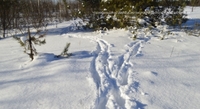 «Добували їжу з-під снігу»: у Чорнобилі показали тварин, які пережили зиму (ФОТО)