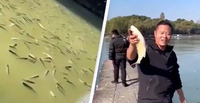 Тисячі риб напилися вина і спливли на поверхню озера (ВІДЕО)