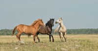 Походження сучасного коня: Коли його одомашнили