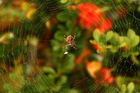 Багато павутини — на довгу теплу осінь: Стежте за погодою на Рівненщині 8 вересня - стає холодніше