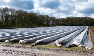 Нішевий овоч в Україні продають по 700 гривень за кілограм. В Європі його називають «білим золотом»