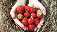Ні раніше, ні пізніше: коли потрібно обрізати полуницю після збору врожаю?
