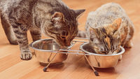 Є 8 причин, чому кіт завжди хоче їсти