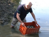 У річку на Рівненщині запустили понад 100 тисяч рибин