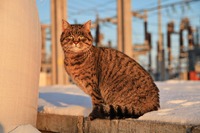 «Аза – психотерапевт, талісман і зірка соцмереж»: В «Укренерго» показали 9-річну кішку на напівзруйнованій підстанції