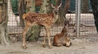 Антистрес по-рівненськи: Показали плямисте поповнення у зоопарку (ФОТО)