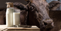 Фермери здають молоко по 7 гривень, а у магазинах майже по 40, - що відбувається з цінами на молоко у Рівному 
