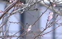 Справжня аномалія: Посеред зими в Україні розквітли сакури (ФОТО)