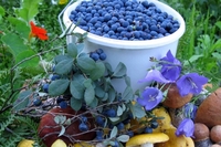 Збирати ягоди та гриби мешканцям Рівненщини можна в Білорусі