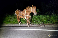 Кінь не постраждав, постраждали люди: Мотоцикліст без водійських прав наїхав на підводу (ФОТО)