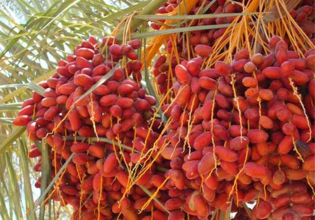 Фото ілюстративне, з відкритих джерел