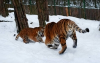 Як у зоопарку Рівного бігають по снігу амурські тигри (ФОТО)