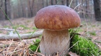 Українцям пропонують білі гриби по 6 000 грн. По акції (ФОТО)