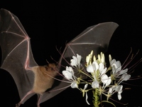 Кажан залетів у будинок: що віщує прикмета