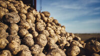Урожай збільшиться в рази: що зробити на грядках картоплі відразу після сильного дощу? 