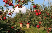 Дерево вам щедро віддячить: що потрібно зробити з яблунею після збирання врожаю? 