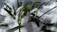 Мороз до -8 та сніг: яким на Рівненщині буде початок весни