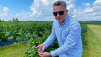 «Забудьте про полуницю в Польщі»: за 1,5 години від Рівного вирощують 400 га лохини, яку експортують у ЄС (ФОТО)