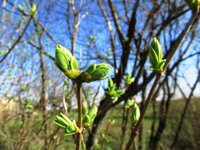 Теплу ніч прогнозують на Рівненщині