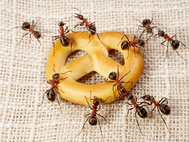 У чому користь мурах?