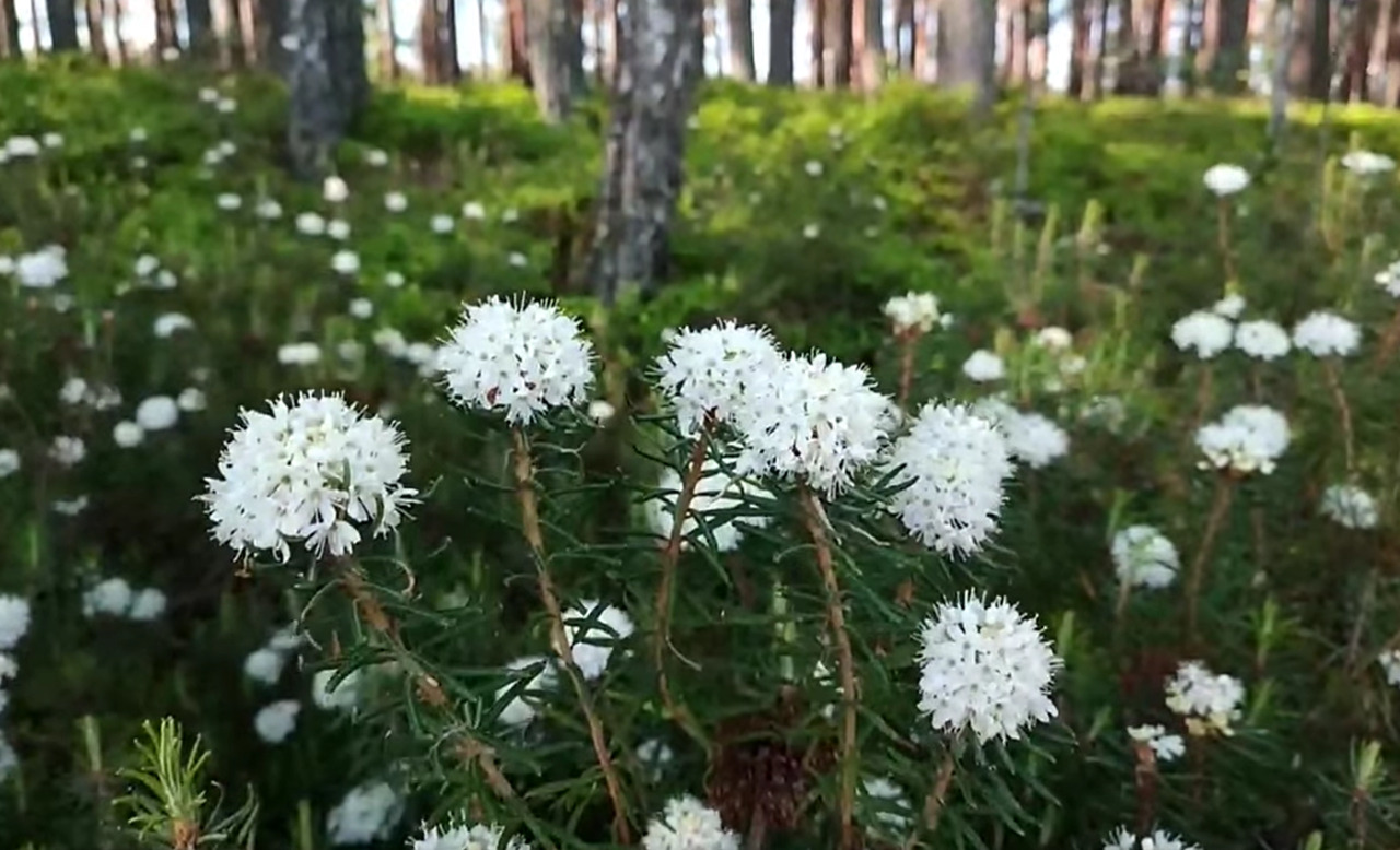 Скрін з відео
