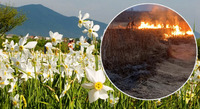 Знаменита «Долина нарцисів» горіла на Закарпатті: вогонь знищив пів гектара 