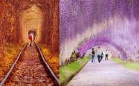 Конкуренти «Тунелю кохання»: ТОП-6 найгарніших природних тунелів світу 