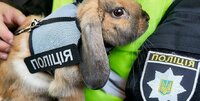 Як у «Звірополісі»: в Україні з'явився перший кролик-коп. Його звати Топотун (ФОТО/ВІДЕО)