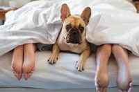 7 причин дозволити собаці спати з вами у ліжку (ФОТО)