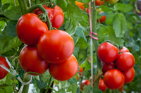 Сусідка посипає томатні грядки цією крупою і помідори ростуть, як шалені 