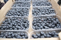 Органічні ягоди з Рівненщини будуть експортувати в Європу
