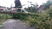 Негода: у Городищі звільнили дорогу від поваленого дерева (ФОТО) 