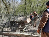 Буревій дістався Рівненського зоопарку: вольєри завалило деревами (ФОТО)