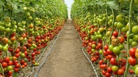 Як надовго зберегти останній урожай помідорів