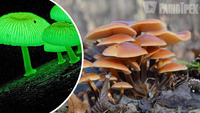 Світяться у темряві: в Україні ростуть «чарівні» гриби