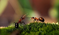 Як побороти мурах за допомогою окропу й гірчиці: ефективні «еко-методи»