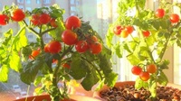 Як посадити помідори під зиму і чому варто спробувати