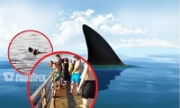 Перший випадок за довгий період: у Єгипті акула пошматувала туристку (ФОТО 18+)