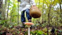 Не будьте самовпевнені і не кладіть у кошик те, що не знаєте: Статистика отруєнь грибами на Рівненщині