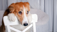 Собака скиглить, коли ви йдете з дому: причини та ризики