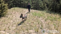 Шукали за допомогою дронів та службових собак: на Рівненщині знайшли пенсіонера, який три доби блукав лісом