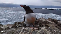 В Антарктиді на українській станції народилися перші пінгвінятка (ФОТО)