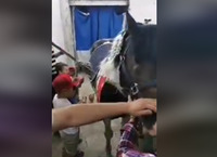 Забава для дітей: «Розфарбуй коня». Зооактивісти б'ють на сполох (ВІДЕО)